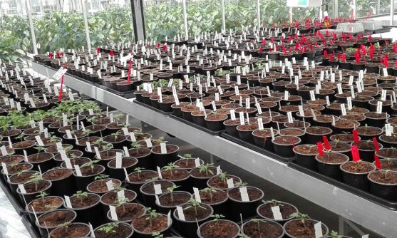 Wageningen University